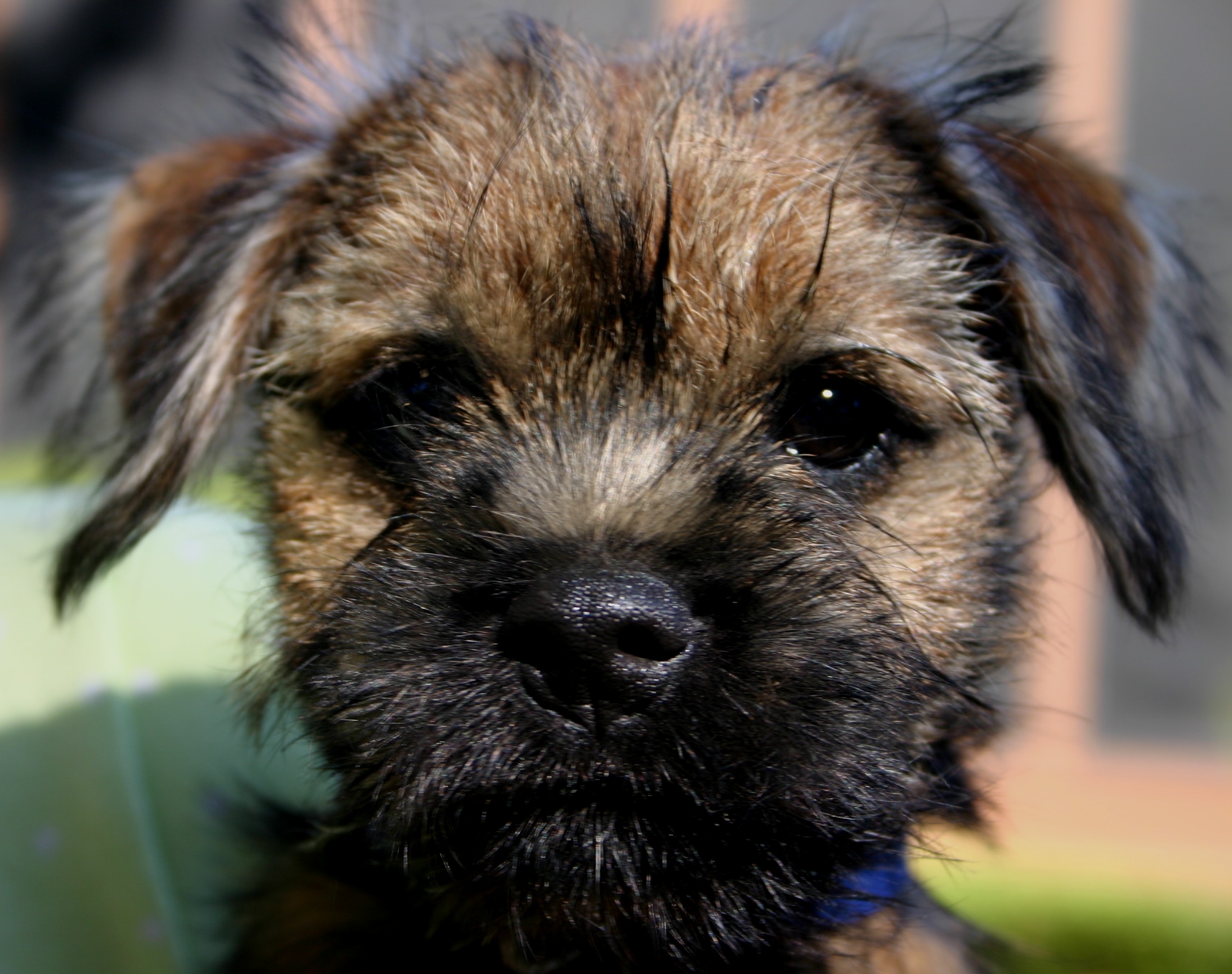 Border Terrier Puppies for Sale April 2016